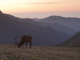 Rocky Mountain elk, Rocky Mountain National Park, 2015