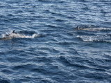 Channel Islands National Park